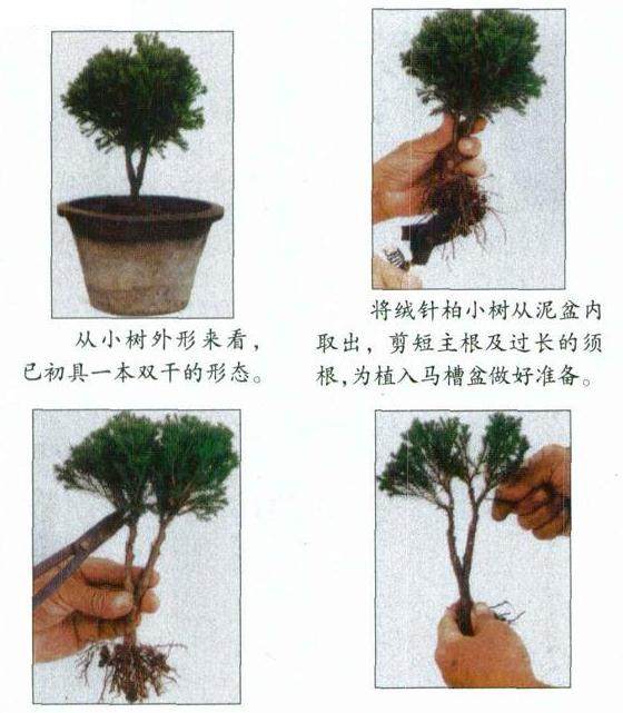 图解微型文人树盆景制作