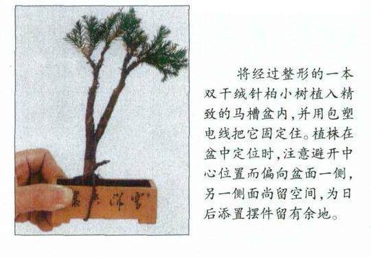图解 微型文人树盆景怎么制作的方法
