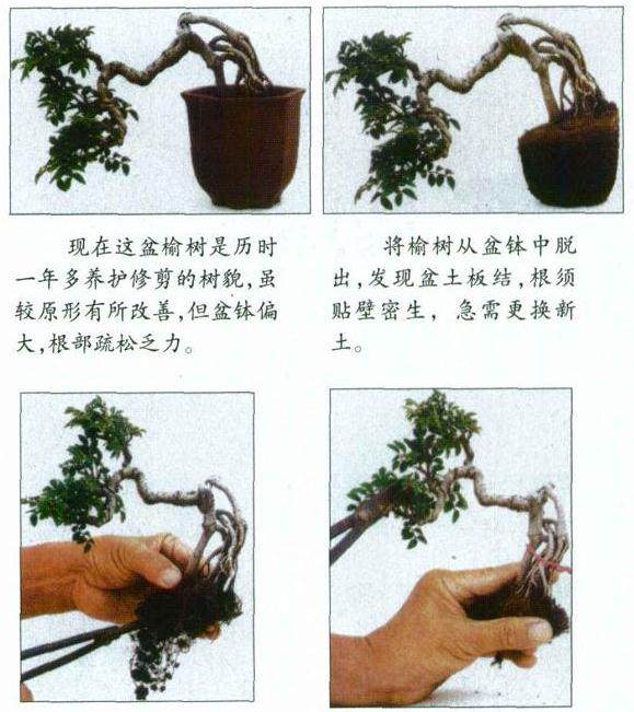 图解 微型文人树盆景怎么制作的方法