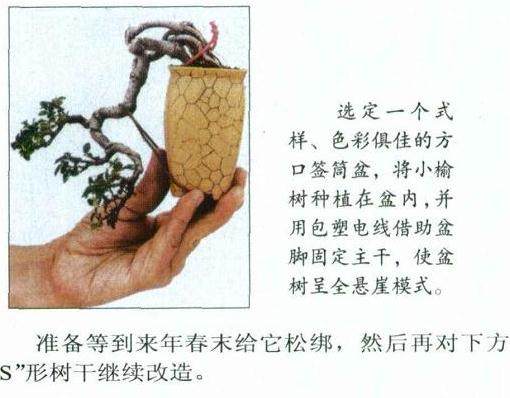 图解 微型文人树盆景怎么制作的方法