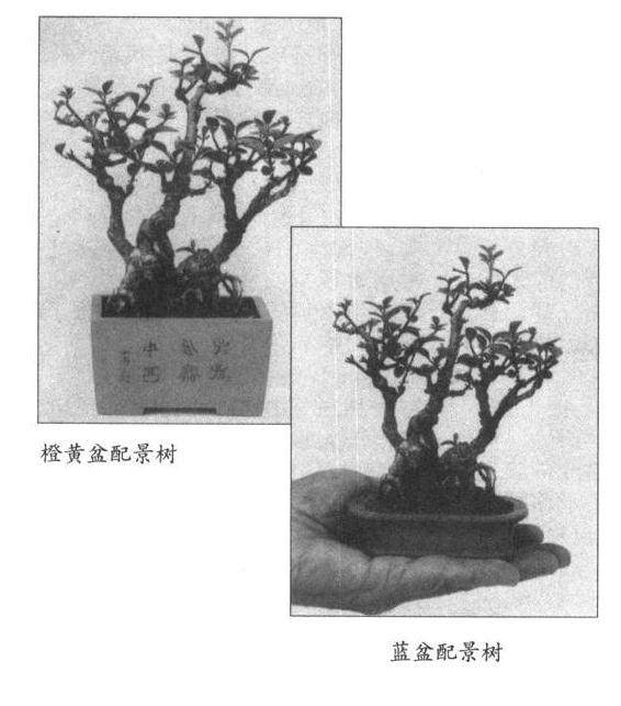 图解 微型文人树盆景怎么制作的方法