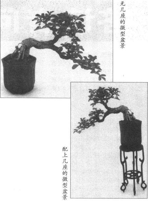 图解 微型文人树盆景怎么制作的方法