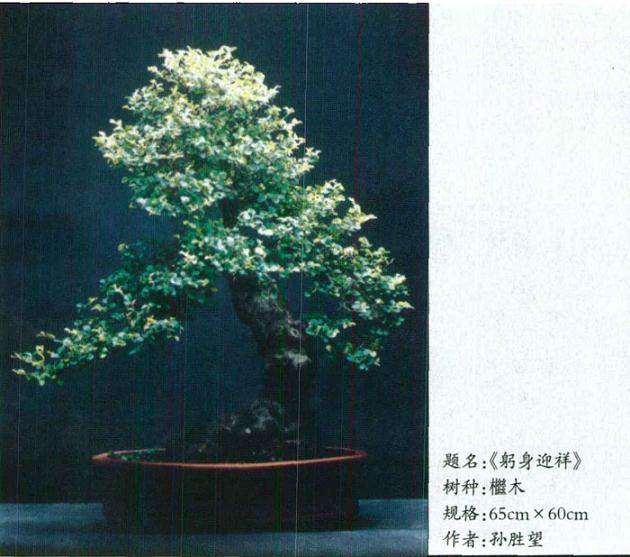 盆景施肥要符合植株的需要 这4个事项要注意