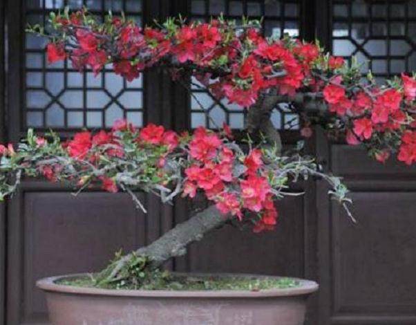 北京第八届亚太地区盆景赏石会议暨展览会