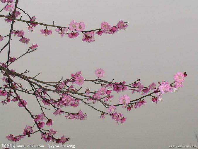 梅花对气温十分敏感 感知冰点以上的温度就能开花