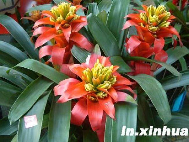 花卉质量检测标准分为客观标准和主观标准两大类