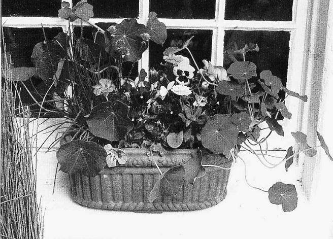 制作家庭花卉盆栽的操作步骤