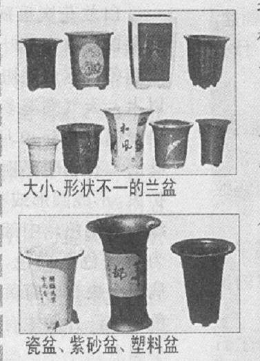 选择什么样的兰盆最好?