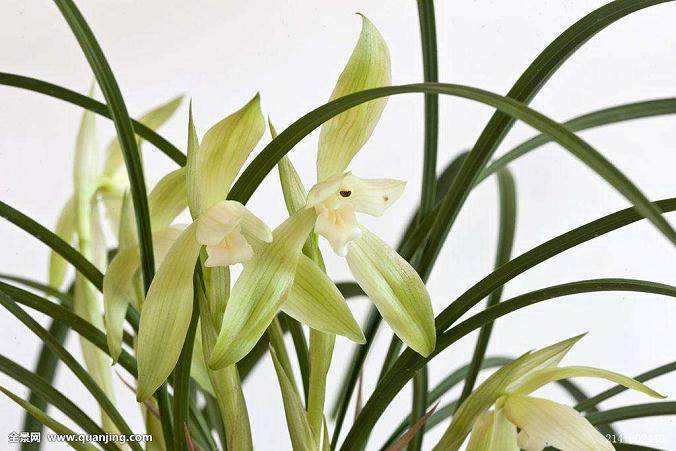 种植兰花时 千万不能施用赤霉素