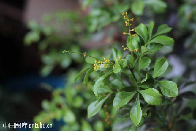 米兰花盆中有蚂蚁 不知是否彻底清除?