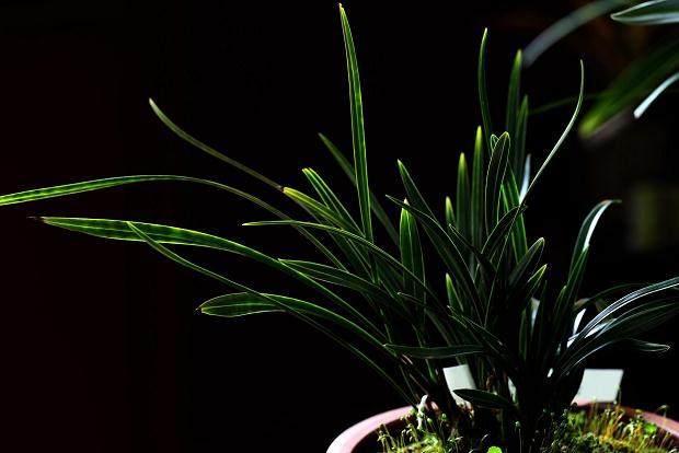 兰花喷洒米醋 一方面能防止黑斑病 另一方面兰花叶片长得茁壮