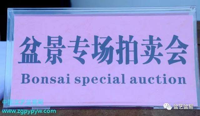 盆景拍卖 竞拍成交价竟高出底价19倍之多！
