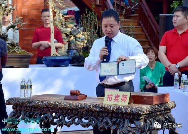 盆景拍卖 竞拍成交价竟高出底价19倍之多！