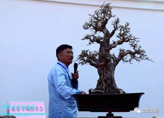 盆景拍卖 竞拍成交价竟高出底价19倍之多！