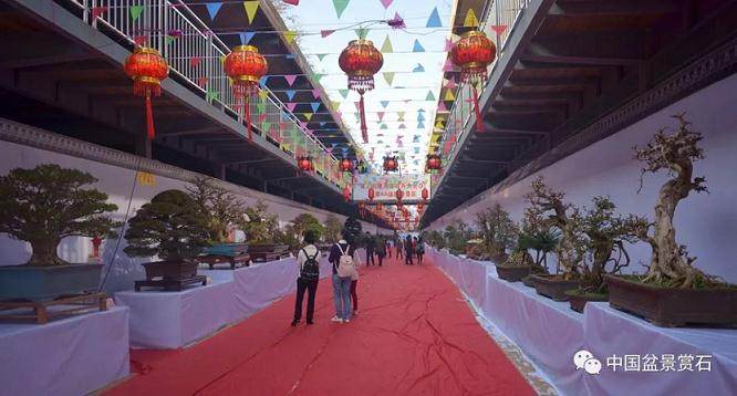海南省第四届盆景展今日盛大开幕