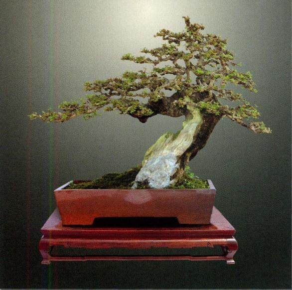 对节白蜡叶片细小 枝干多姿 适宜于盆景创作