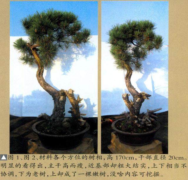 材料各个方位的树相