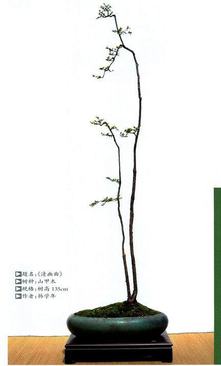 素仁是中国现当代盆景史上具有开创性功绩的一代宗师