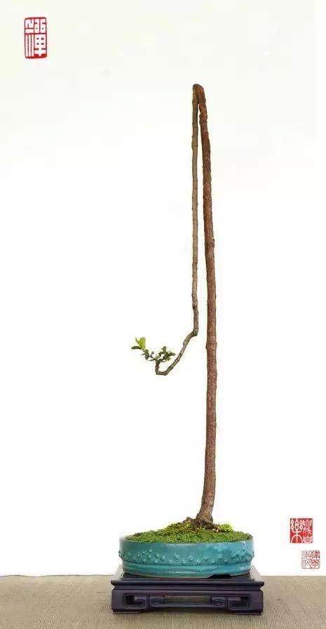 1979年 素仁格第一次于国家级盆景展亮相 格外醒目