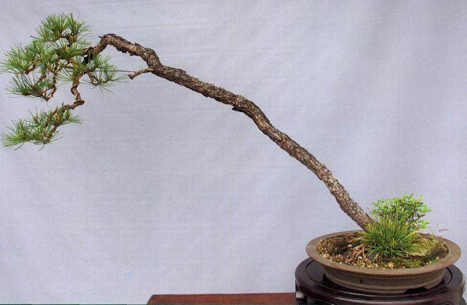 浙江盆景艺术大师：任晓明