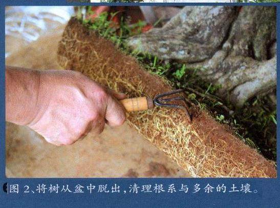 清理根系与多余的土壤