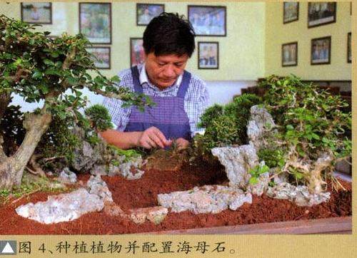 种植植物并配置海母石