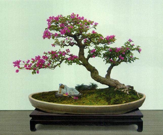 郑永泰常应邀担任全国性大型盆景展会的评委与讲评嘉宾