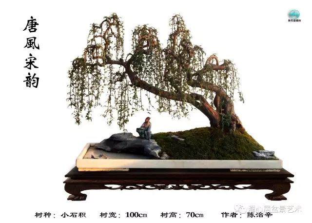 名家讲坛丨谢荣耀口述岭南盆景的发展与创新