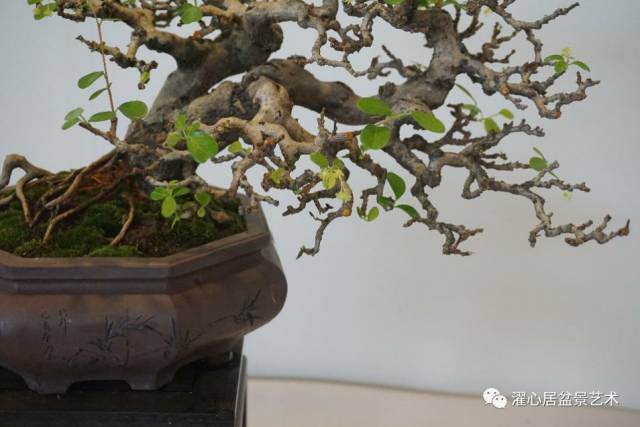 名家讲坛丨谢荣耀口述岭南盆景的发展与创新