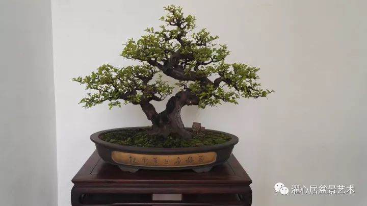 名家讲坛丨谢荣耀口述岭南盆景的发展与创新