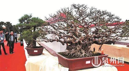 设计赛&middot;5000元 征集晋江盆景协会形象标识LOGO设计