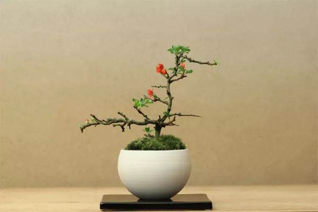 江苏如皋年销售7500万?!微盆景卖出大财富!