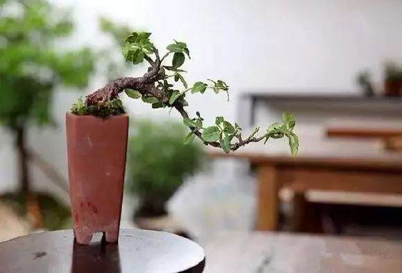 江苏如皋年销售7500万?!微盆景卖出大财富!