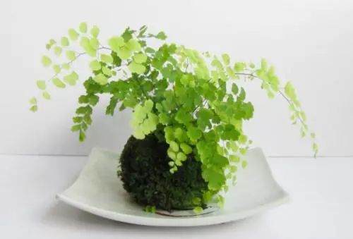 江苏如皋年销售7500万?微盆景卖出大财富