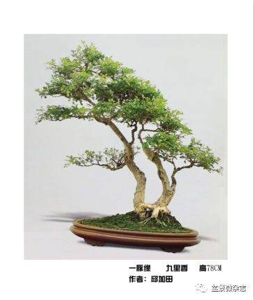  晋江盆景协会邱加田会员风采