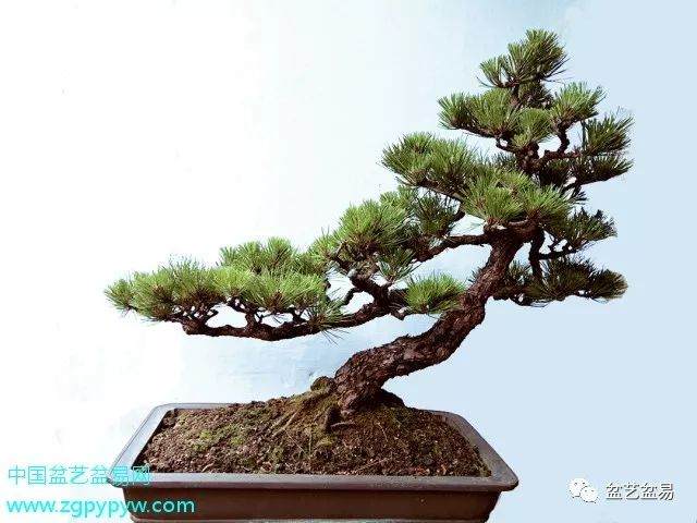 壶中天地--陈鸿华先生盆景作品欣赏