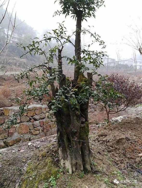 农村创业小项目,树桩和盆景有前途吗?