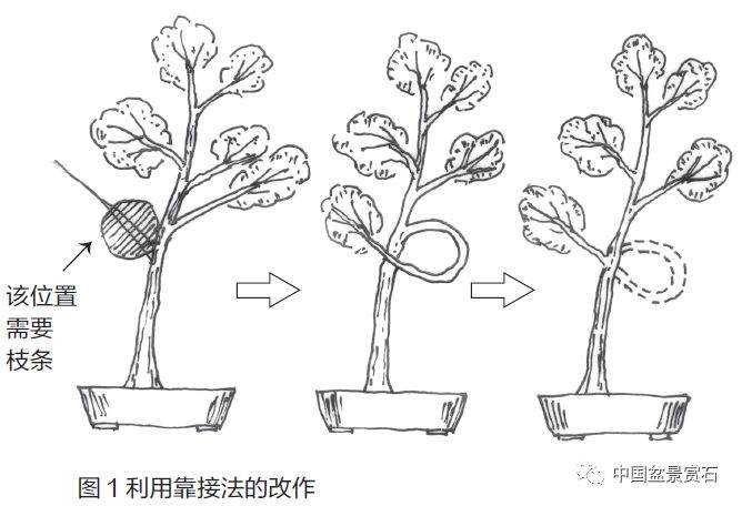 零基础盆景人进阶之路——盆景换盆技术 盆景ABC（连载十五）