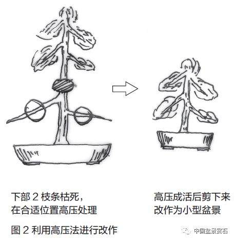 零基础盆景人进阶之路——盆景换盆技术 盆景ABC（连载十五）