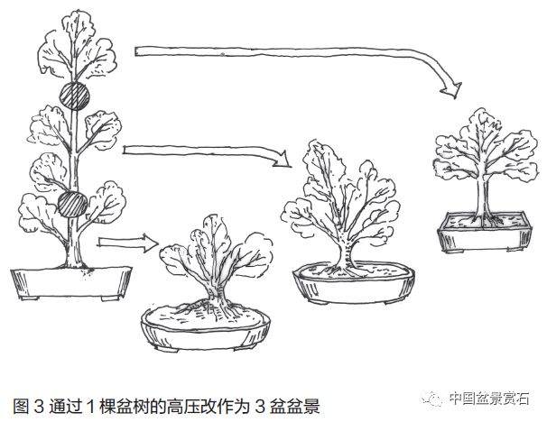 零基础盆景人进阶之路——盆景换盆技术 盆景ABC（连载十五）