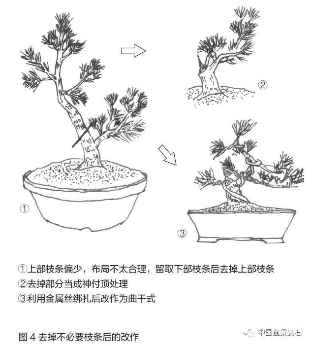 零基础盆景人进阶之路——盆景换盆技术 盆景ABC（连载十五）