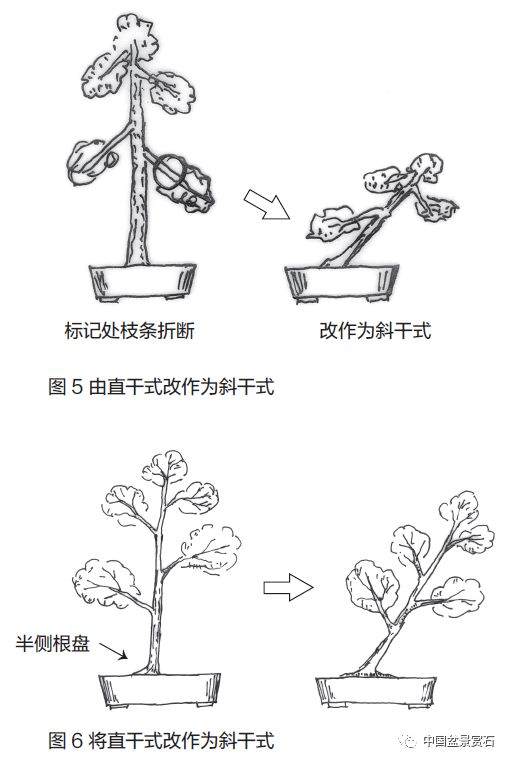 零基础盆景人进阶之路——盆景换盆技术 盆景ABC（连载十五）
