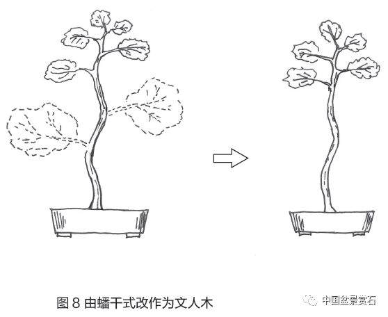 零基础盆景人进阶之路——盆景换盆技术 盆景ABC（连载十五）