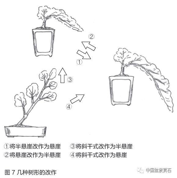 零基础盆景人进阶之路——盆景换盆技术 盆景ABC（连载十五）
