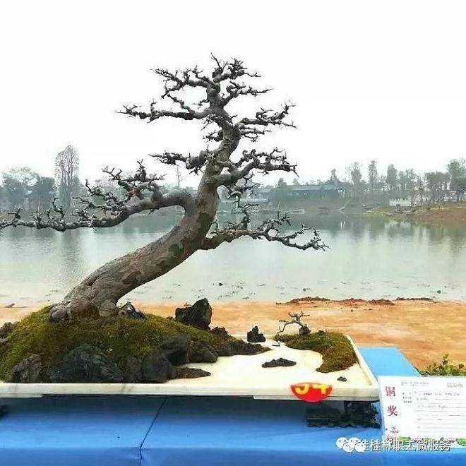 桂林职工盆景花卉协会参加自治区十一届园林园艺博览会