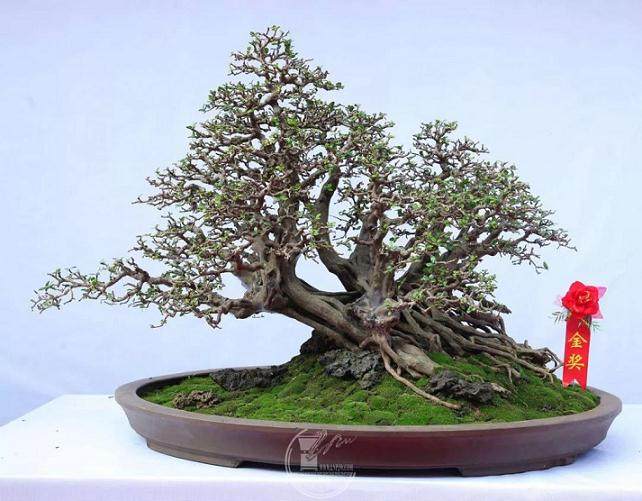 中国首家乡镇盆景博物馆在江阴开馆