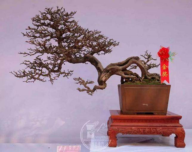 想看苏州盆景快去晋祠博物馆