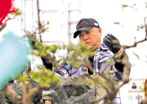 靖江盆景制作师展金涛从工匠到艺术家的蜕变