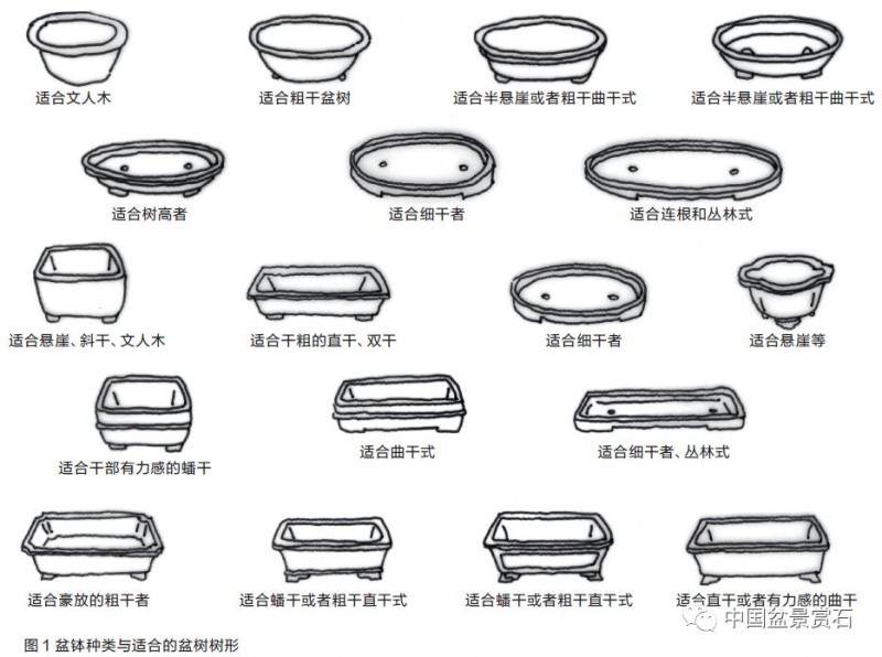 图解 盆景盆树怎么配盆的5个方法