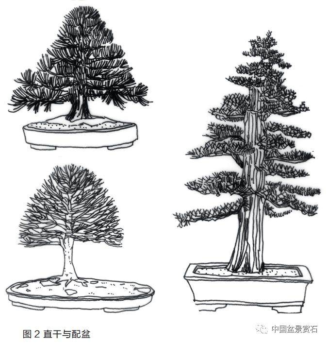 图解 盆景盆树怎么配盆的5个方法